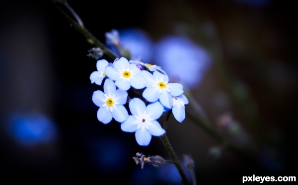 Little Blue Flowers